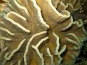Corail laitue  - Pectinia lactua